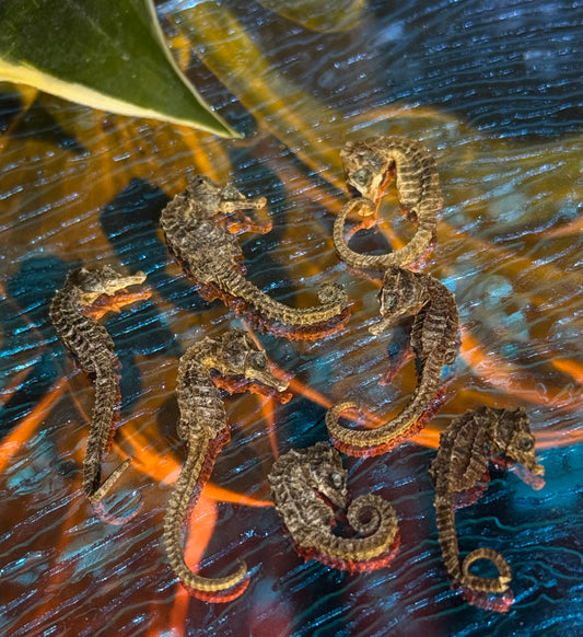 Sea Horse